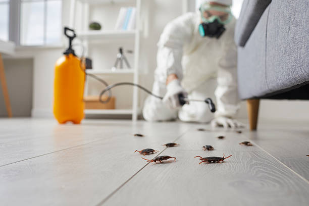 Affordable Termite Control solutions in Springfield, TN